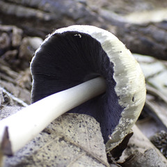 Coprinellus bipellis