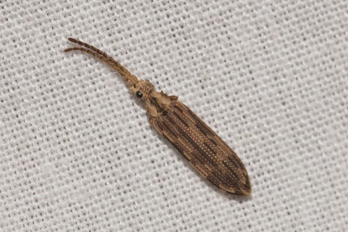 Adinolepis youanga