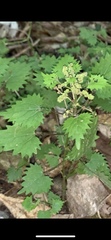 Urtica sykesii