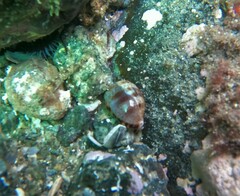 Pseudozonaria arabicula