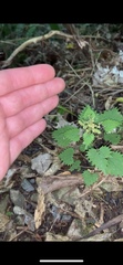Urtica sykesii