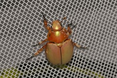 Anoplognathus viriditarsis