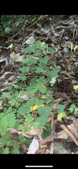 Urtica sykesii