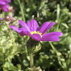 Senecio elegans