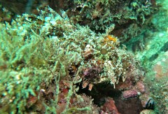 Scorpaena mystes