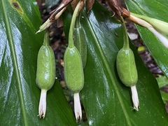 Alpinia arctiflora