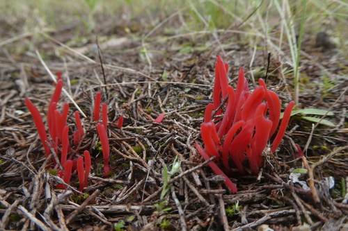 Flame fungus