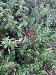 Rhododendron columbianum