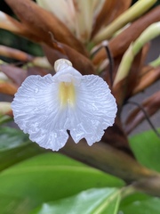 Alpinia arctiflora