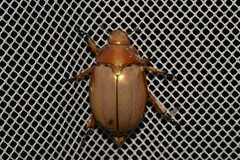 Anoplognathus viriditarsis