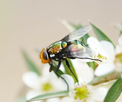 Amenia chrysame