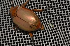 Anoplognathus viriditarsis