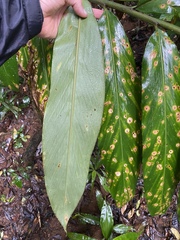 Alpinia arctiflora