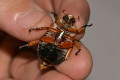 Anoplognathus viriditarsis