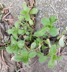 Cerastium glomeratum