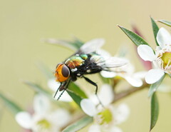 Amenia chrysame