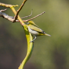 Zosterops simplex simplex