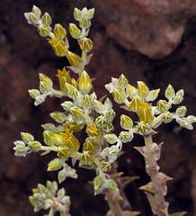 Dudleya