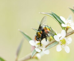 Amenia chrysame