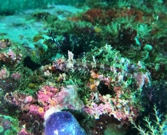 Enneanectes macrops