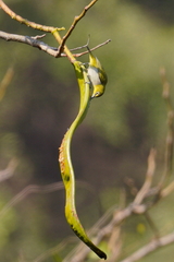 Zosterops simplex simplex