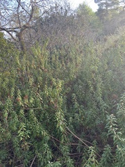 Rhododendron columbianum
