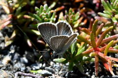 Aricia nicias