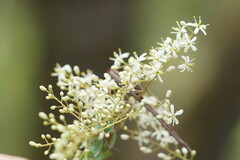 Bursaria spinosa spinosa