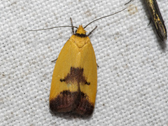 Ageletha hemiteles