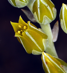Dudleya