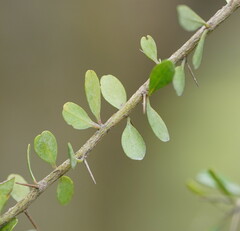 Bursaria spinosa spinosa