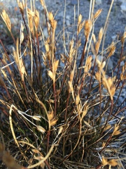 Juncus parryi