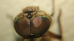 Gynacantha subinterrupta