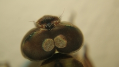 Gynacantha subinterrupta