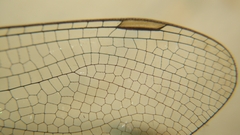 Gynacantha subinterrupta