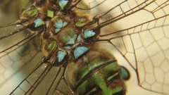 Gynacantha subinterrupta