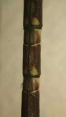 Gynacantha subinterrupta