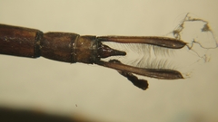 Gynacantha subinterrupta