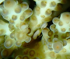 Tetralia nigrolineata