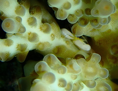 Tetralia nigrolineata