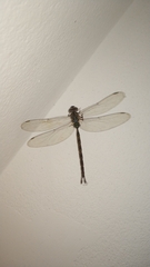 Gynacantha subinterrupta