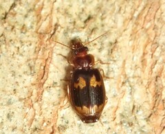 Agonocheila curtula