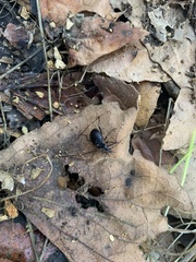 Scaphinotus interruptus