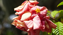 Mussaenda philippica