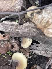 Hohenbuehelia angustata
