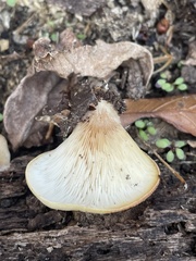 Hohenbuehelia angustata