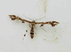 Geina periscelidactylus