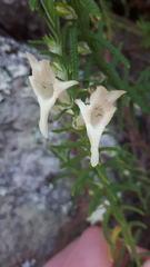 Chloanthes stoechadis