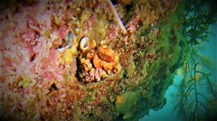 Cochleoceps bicolor