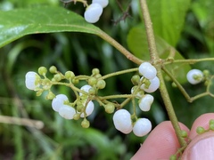 Callicarpa longifolia